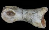 Struthiomimus Toe Bone - Montana #66415-1
